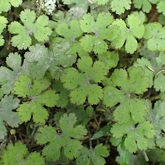 Hydrocotyle elongata unspecified picture