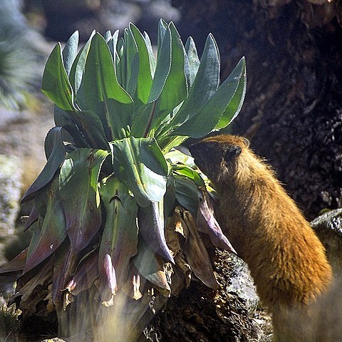 Dendrosenecio keniensis unspecified picture