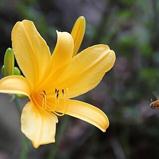 Hemerocallis hakuunensis unspecified picture