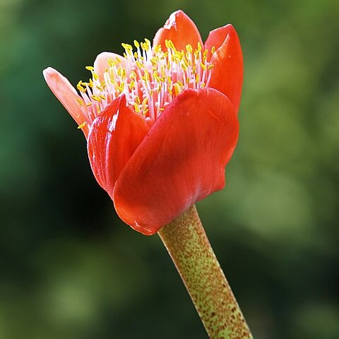 Haemanthus coccineus unspecified picture