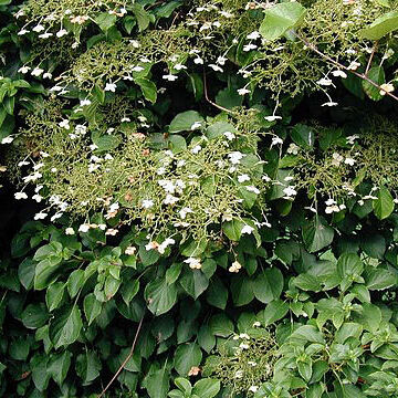 Hydrangea petiolaris unspecified picture