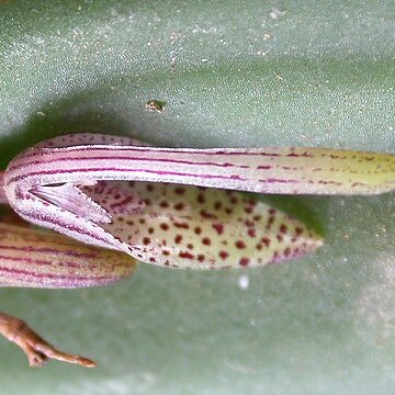 Acianthera gracilisepala unspecified picture