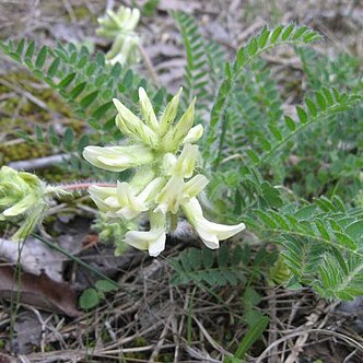 Astragalus tennesseensis unspecified picture