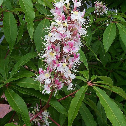 Aesculus indica unspecified picture