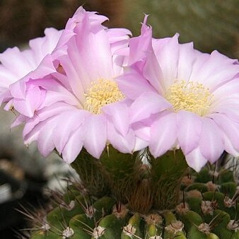 Acanthocalycium spiniflorum unspecified picture