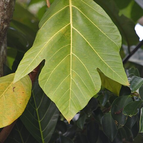 Artocarpus mariannensis unspecified picture