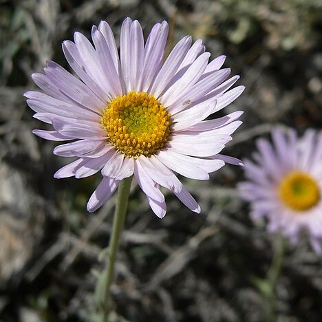 Erigeron argentatus unspecified picture