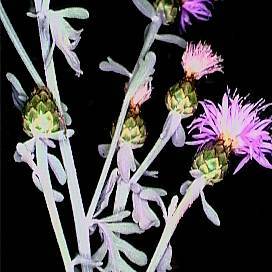 Centaurea busambarensis unspecified picture