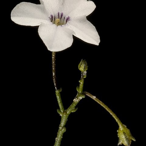 Cyphanthera microphylla unspecified picture