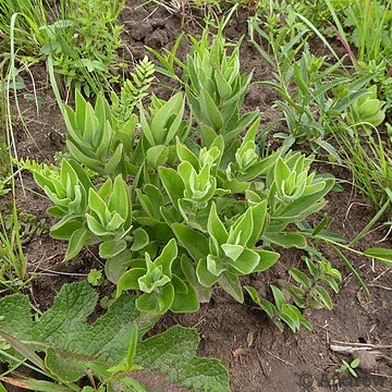 Crassula crenulata unspecified picture