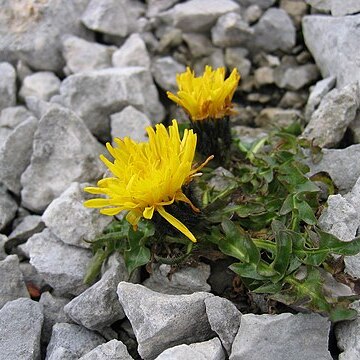 Crepis terglouensis unspecified picture