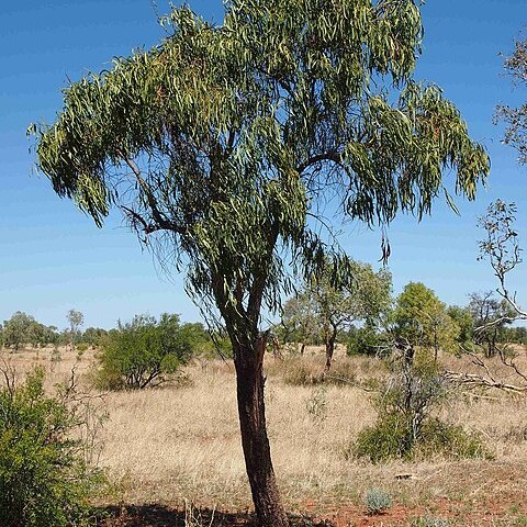 Capparis umbonata unspecified picture