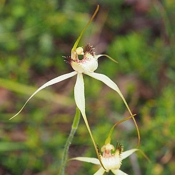 Caladenia busselliana unspecified picture