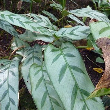 Calathea bachemiana unspecified picture