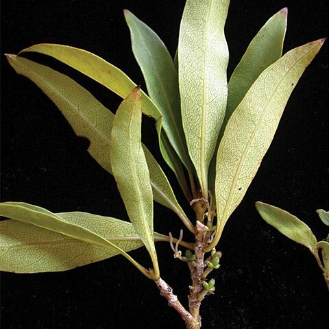 Coprosma fatuhivaensis unspecified picture