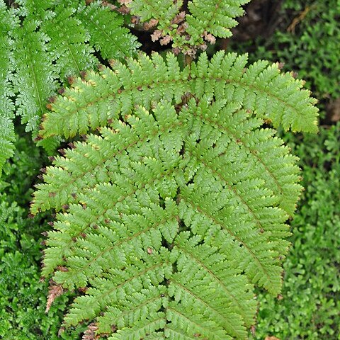 Dicksonia externa unspecified picture