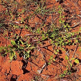 Dysphania melanocarpa unspecified picture