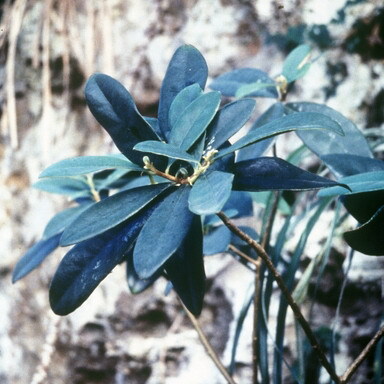 Daphnopsis unspecified picture