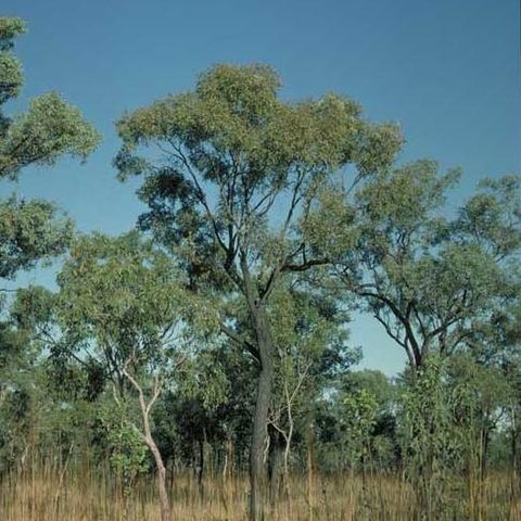 Eucalyptus jensenii unspecified picture