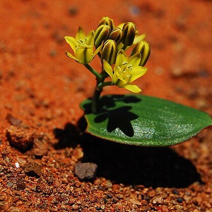 Eriospermum corymbosum unspecified picture