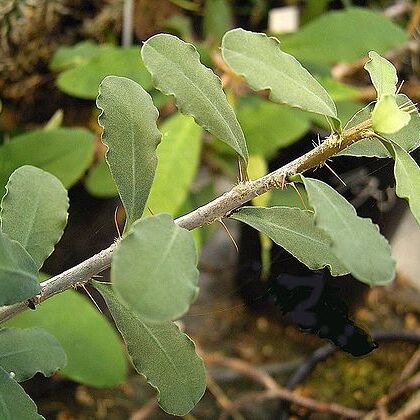 Euphorbia banae unspecified picture