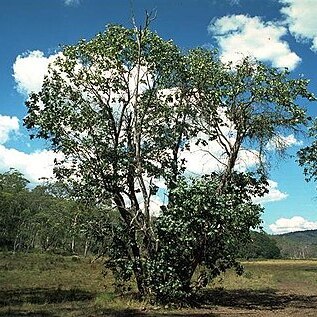 Eucalyptus neglecta unspecified picture