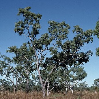 Eucalyptus oligantha unspecified picture