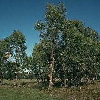 Eucalyptus kitsoniana unspecified picture