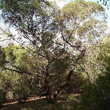 Eucalyptus conferruminata unspecified picture