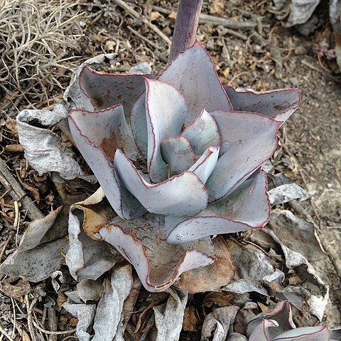 Echeveria rubromarginata unspecified picture