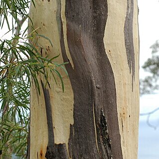 Eucalyptus pulchella unspecified picture