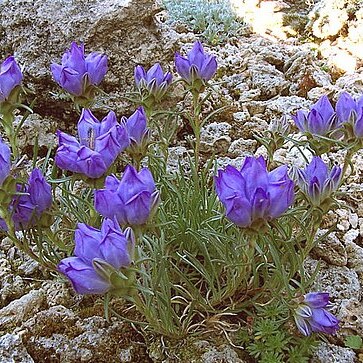 Edraianthus serbicus unspecified picture