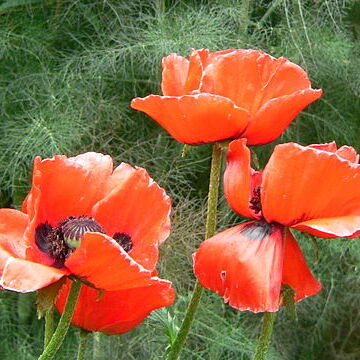 Papaver bracteatum unspecified picture