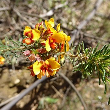 Pultenaea laxiflora unspecified picture