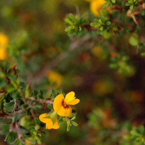 Pultenaea parviflora unspecified picture