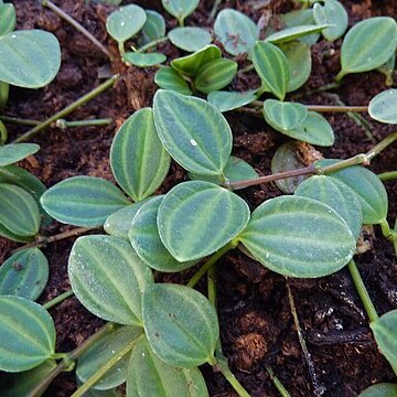 Peperomia quadrangularis unspecified picture