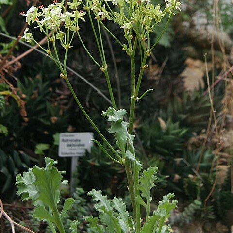 Pelargonium klinghardtense unspecified picture