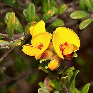 Pultenaea tarik unspecified picture