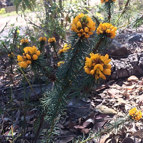 Pultenaea aristata unspecified picture