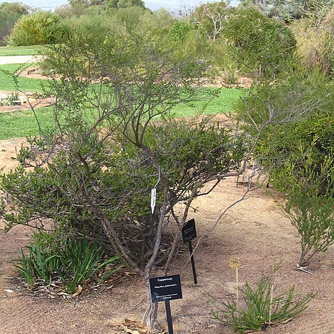 Pileanthus peduncularis unspecified picture