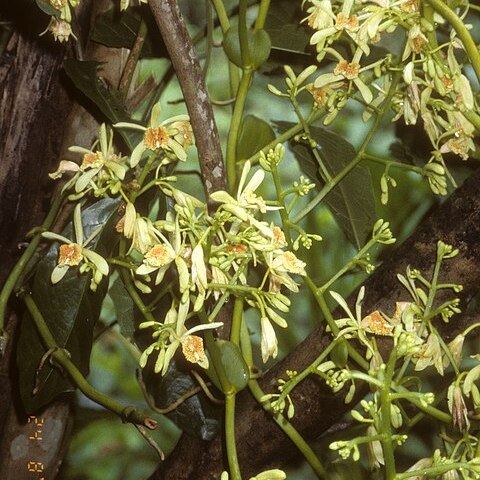 Pseudovanilla foliata unspecified picture