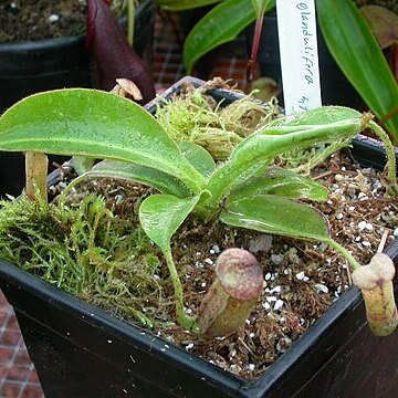 Nepenthes glandulifera unspecified picture