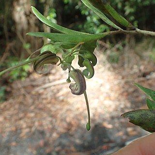 Grevillea guthrieana unspecified picture