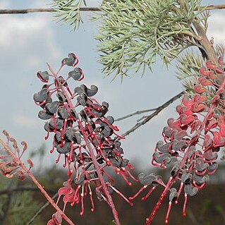 Grevillea benthamiana unspecified picture