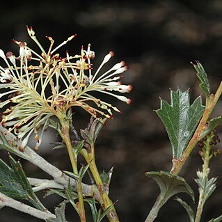 Grevillea acrobotrya unspecified picture