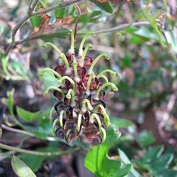 Grevillea floripendula unspecified picture