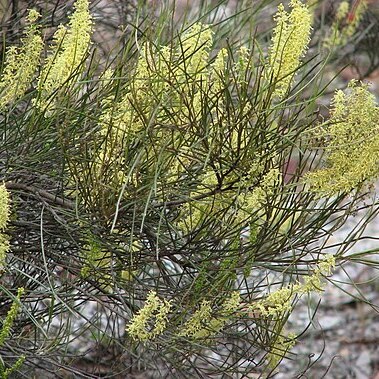 Grevillea didymobotrya unspecified picture