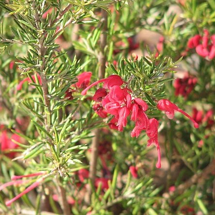 Grevillea lavandulacea unspecified picture