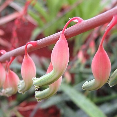 Gasteria unspecified picture