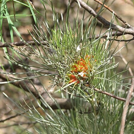 Grevillea stenomera unspecified picture